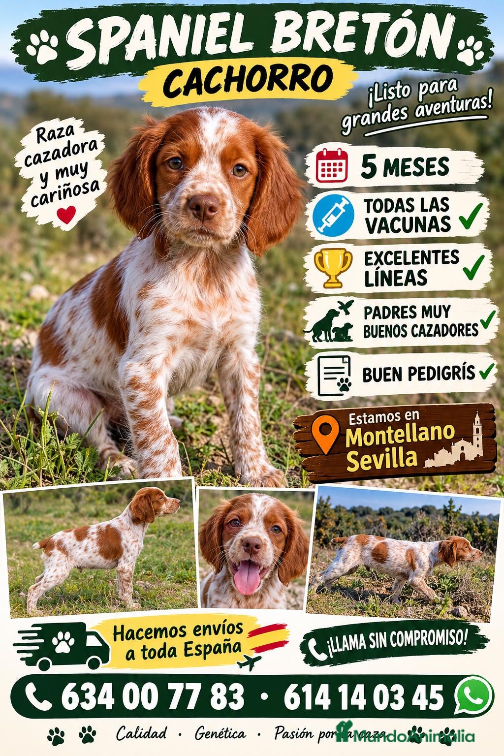 Épagneul Breton perros en venta: Excelente cachorro spaniel bretón  - Anuncio 1