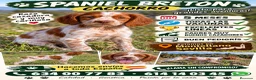 Épagneul Breton perros en venta: Excelente cachorro spaniel bretón  - Anuncio 1
