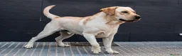 Labrador Retriever perros en venta: Cachorros de labrador Retrievers amarillo  - Anuncio 9