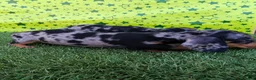 Teckel Miniatura perros en venta: Cachorros de Teckel miniatura  - Anuncio 4