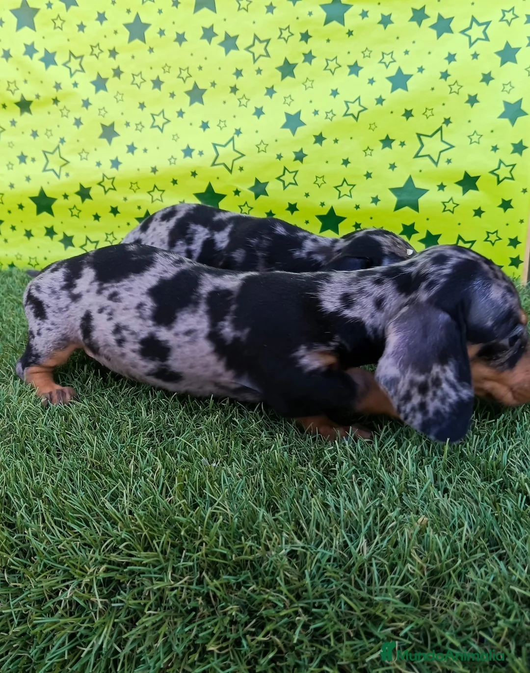 Teckel Miniatura perros en venta: Cachorros de Teckel miniatura  - Anuncio 4
