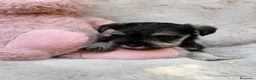 Schnauzer Miniatura perros en venta: SCHNAUZER MINIATURA SAL Y PIMIENTA  - Anuncio 8