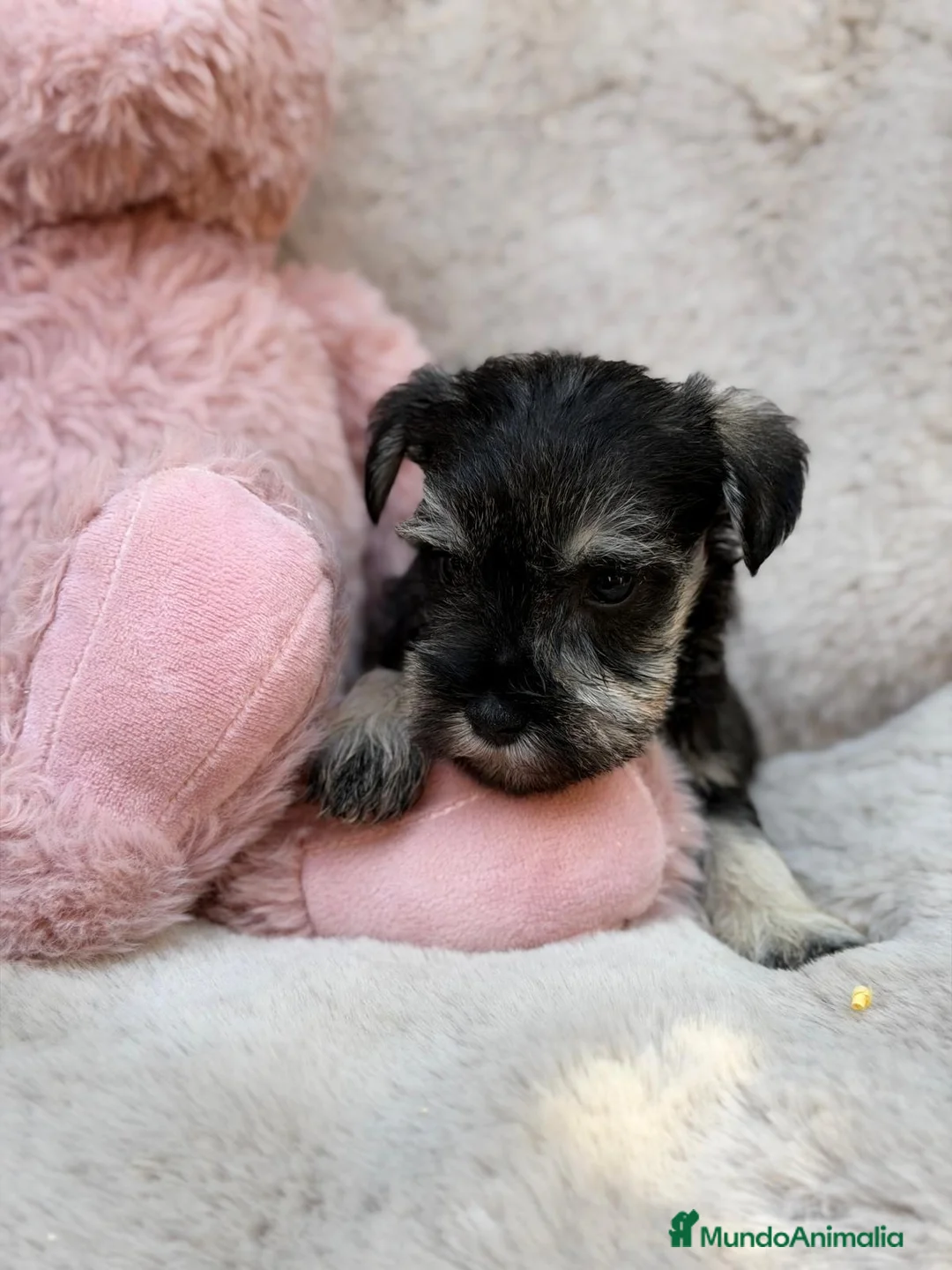Schnauzer Miniatura perros en venta: SCHNAUZER MINIATURA SAL Y PIMIENTA  - Anuncio 8
