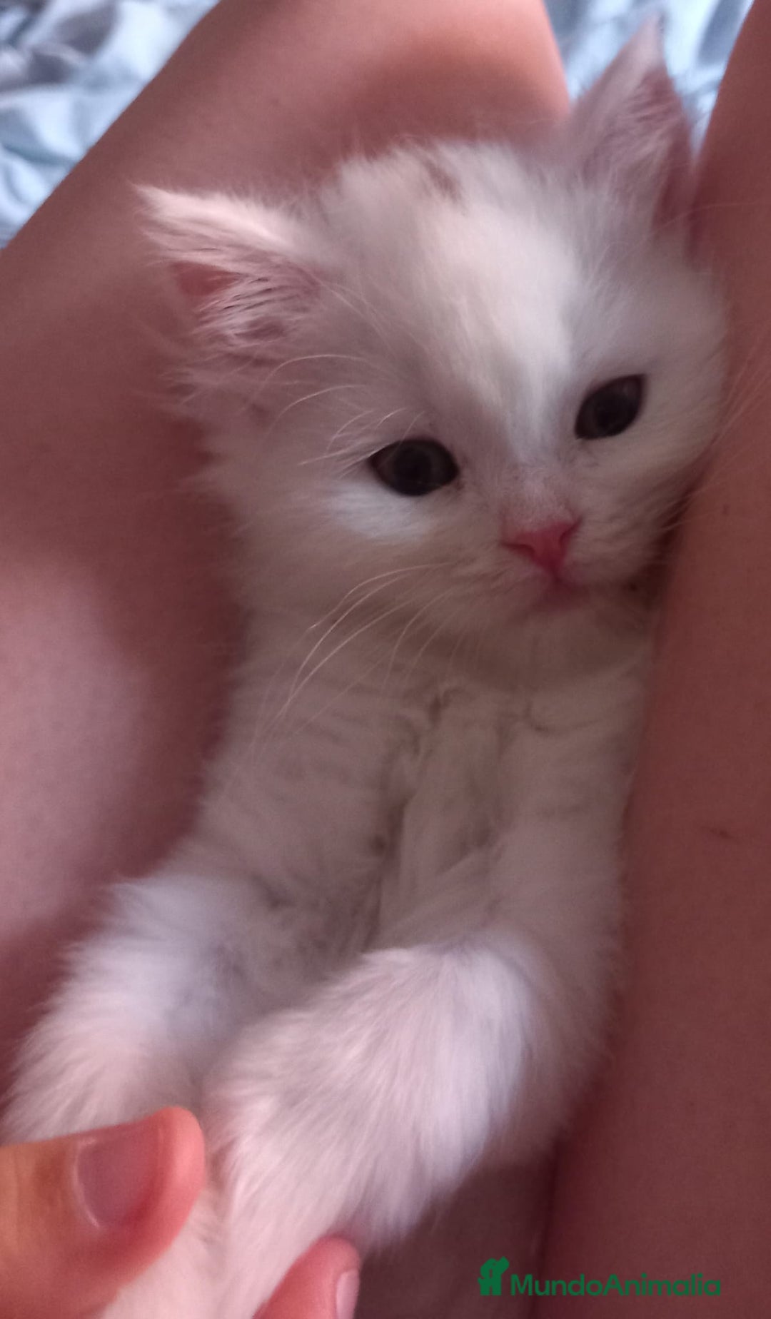 Persa gatos en venta: Gata persa - Imagen 4