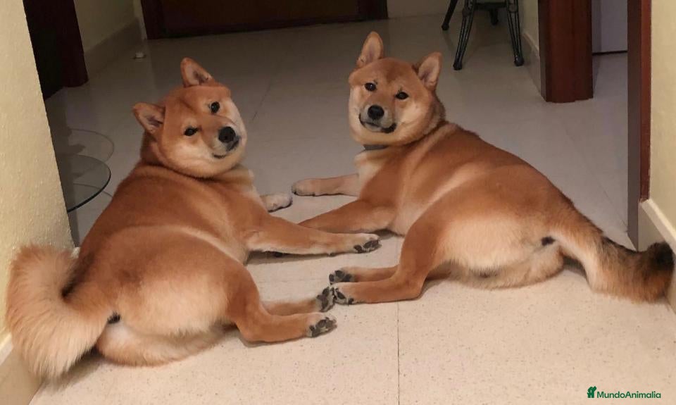 Shiba Inu perros Shiba Inu rojos preciosos parecen lobitos  - Anuncio 5