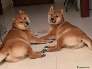 Shiba Inu perros Shiba Inu rojos preciosos parecen lobitos - Anuncio 1