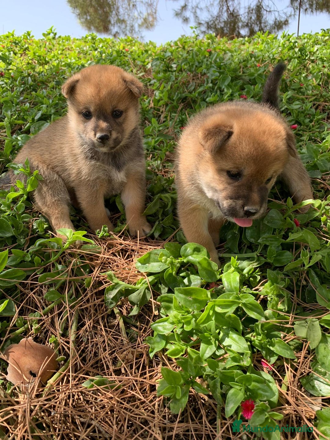 Shiba Inu perros en venta: SHIBA INU - Imagen 14