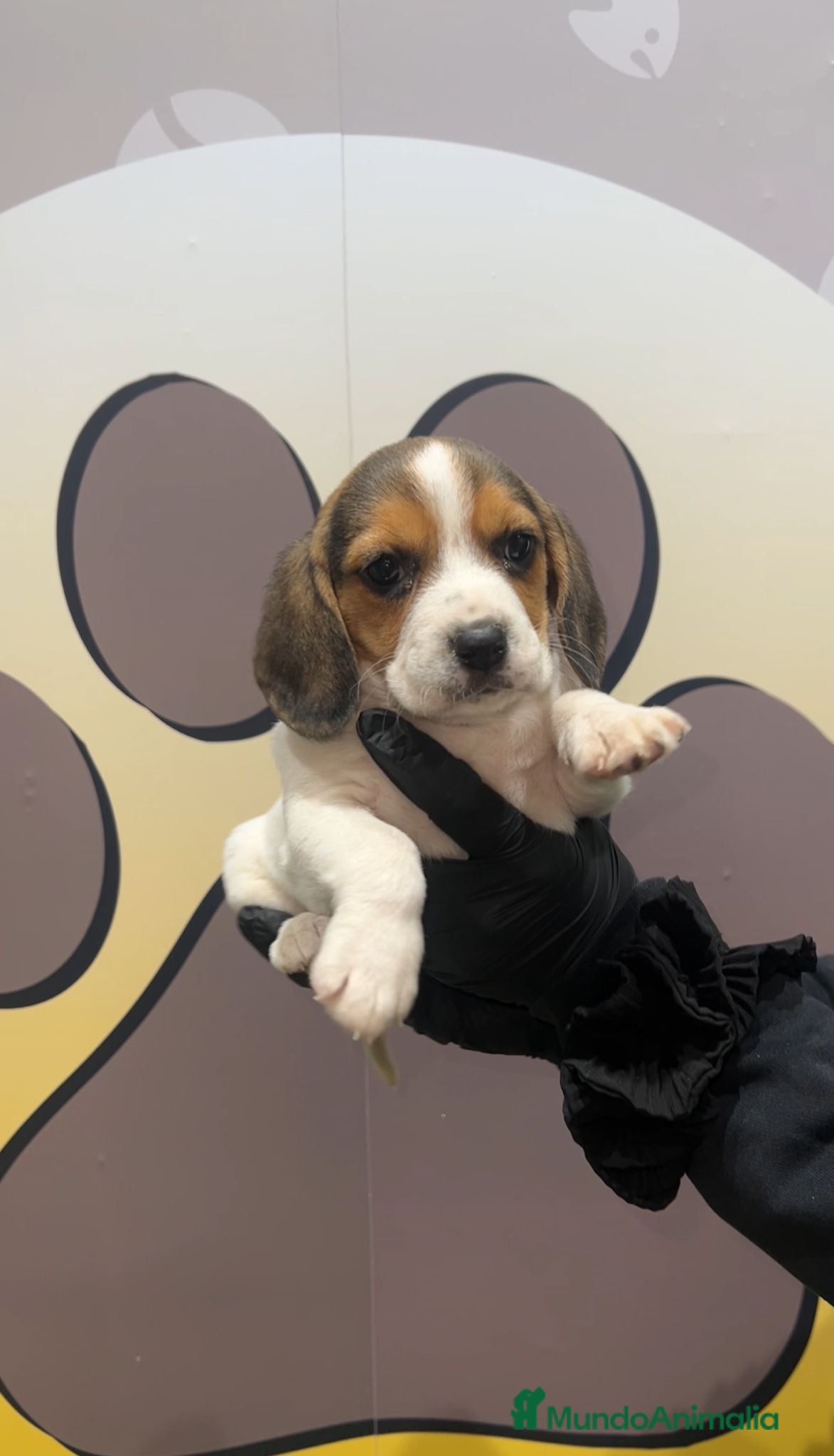 Beagle perros BEBE BEAGLE 🧡 - Anuncio 2