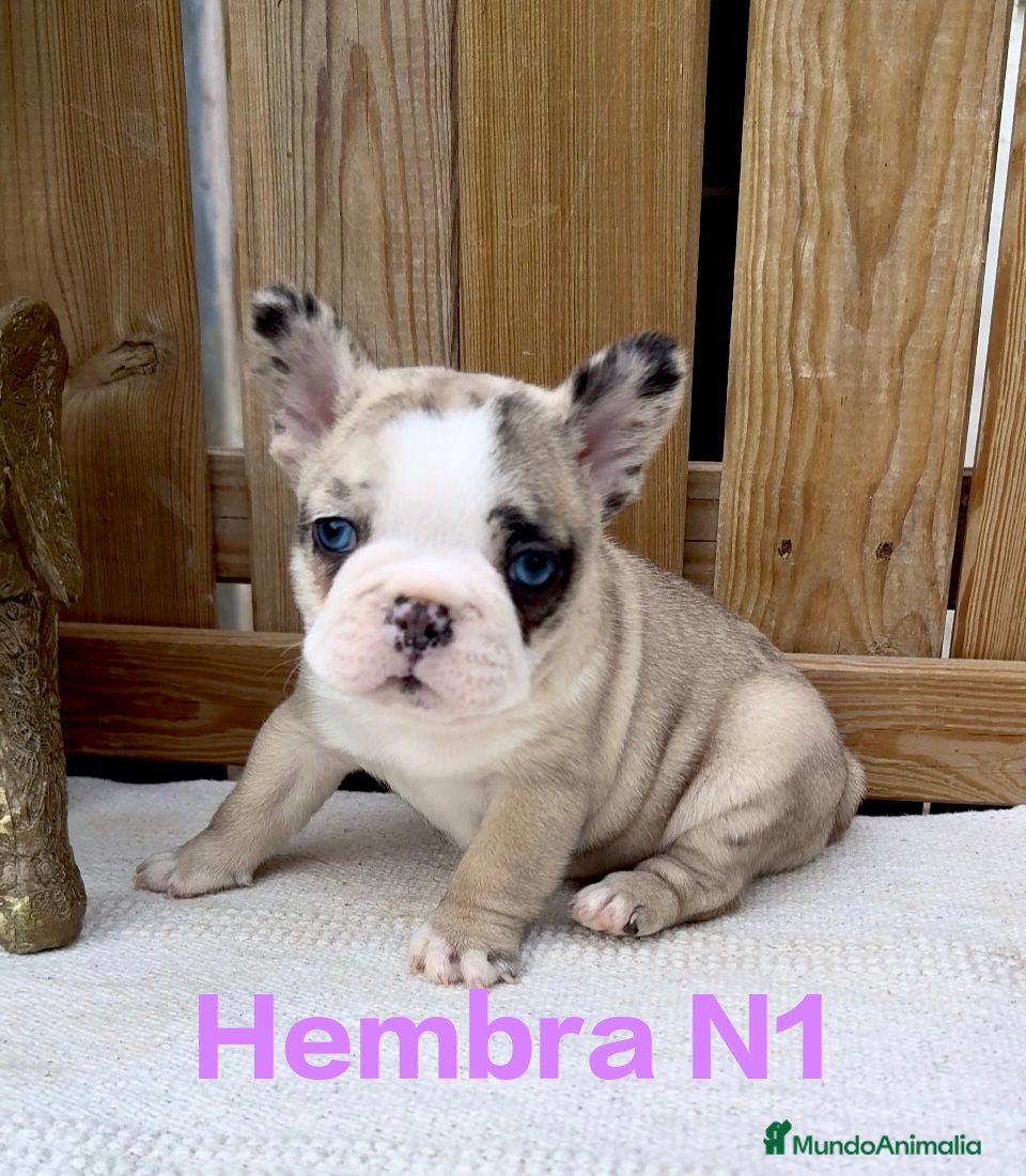 Bulldog Francés perros Bulldog francés hembras Exóticas ojos azules  - Anuncio 3