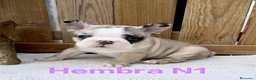 Bulldog Francés perros en venta: Bulldog francés hembras Exóticas ojos azules  - Anuncio 1