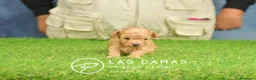 Caniche Toy perros en venta: Cachorros de Caniche. Cría ética, calidad garantía en Burgos - Anuncio 6