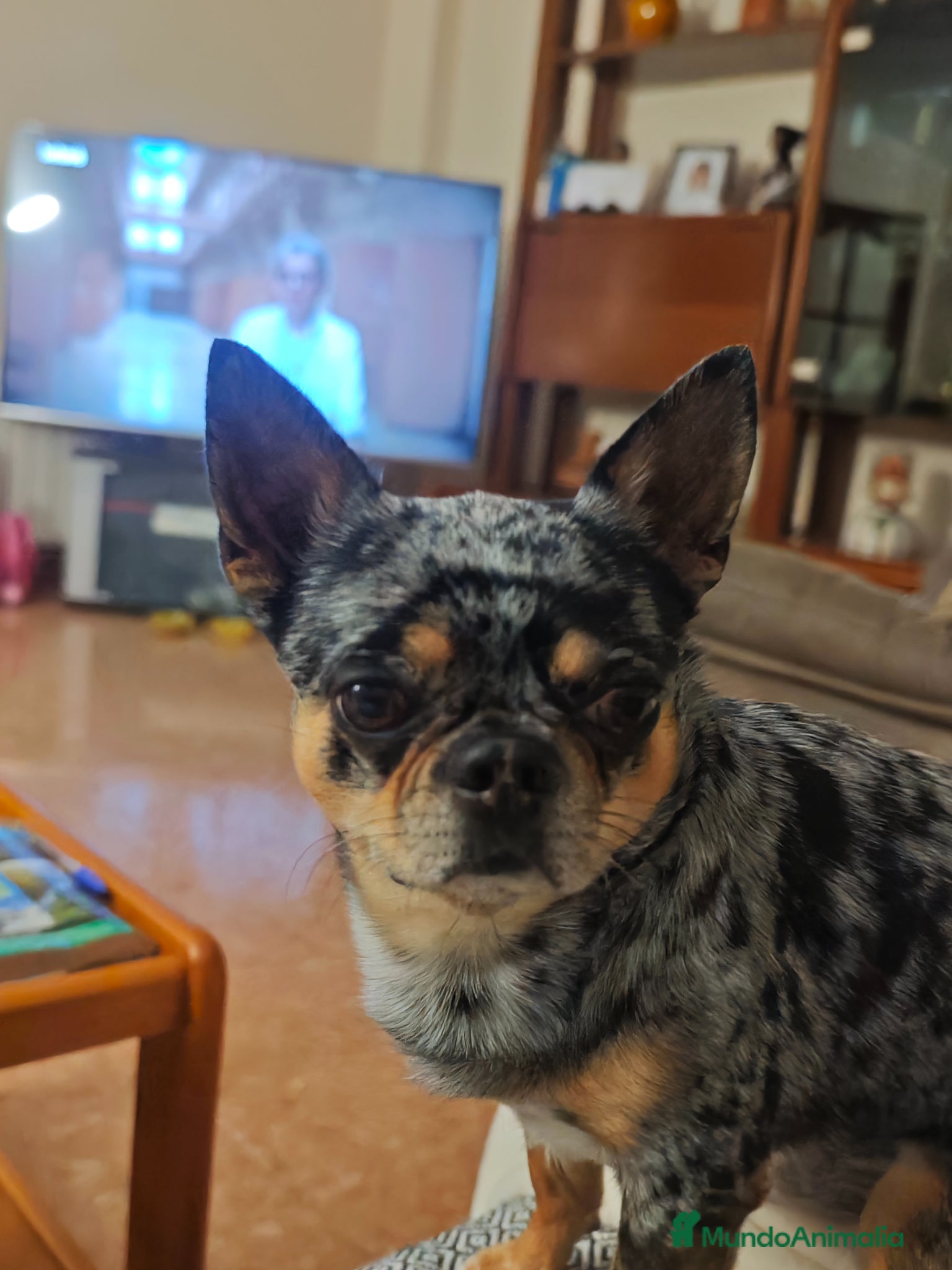 Chihuahua perros Se ofrece chiguagua para monta. - Anuncio 1