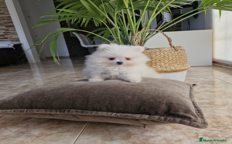 Pomerania perros - Anuncio 3