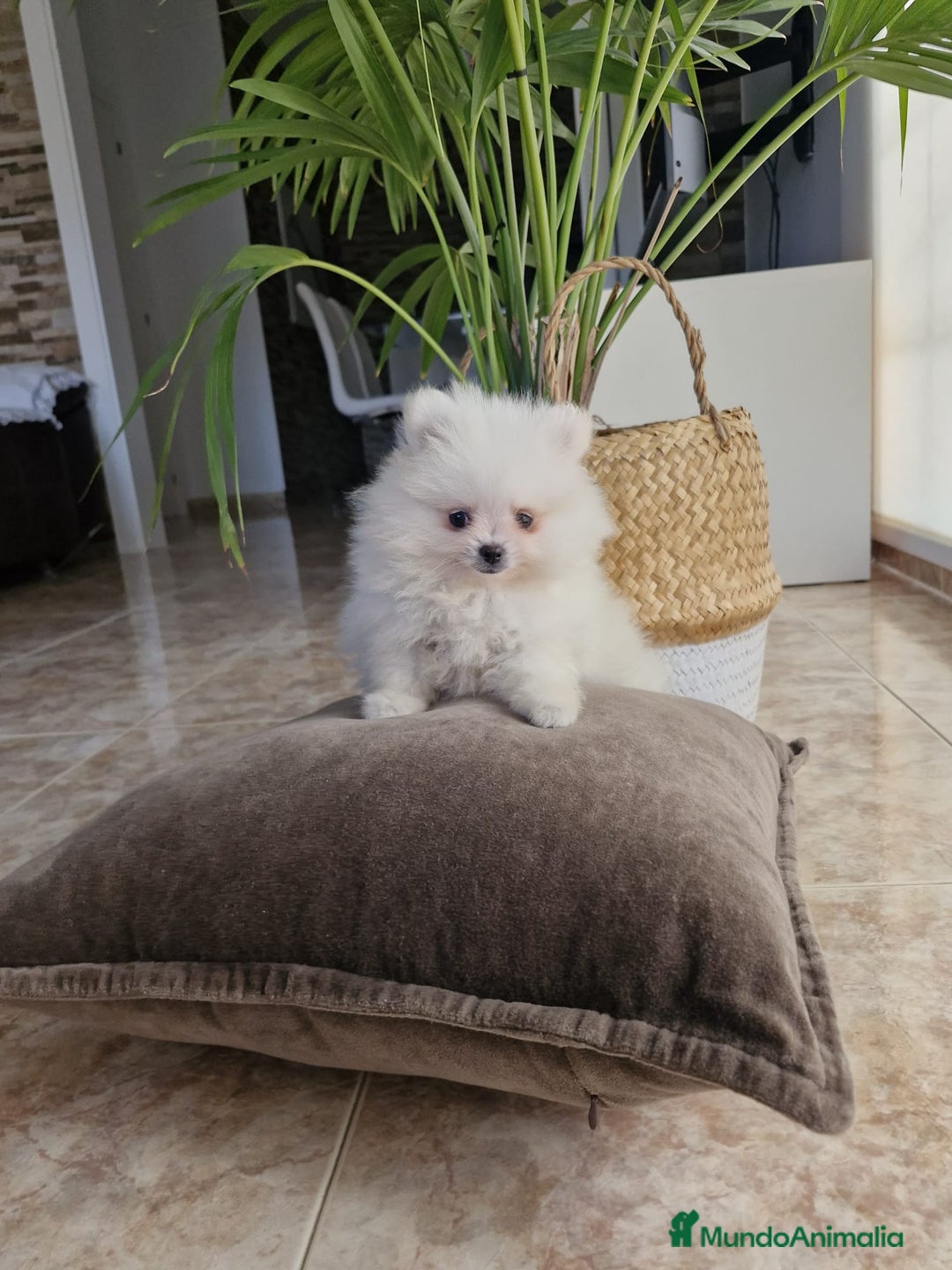 Pomerania perros en venta: Lulú de pomerania  - Imagen 1