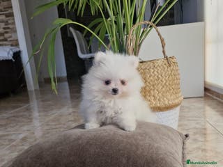 Pomerania perros Lulú de pomerania - Anuncio 7