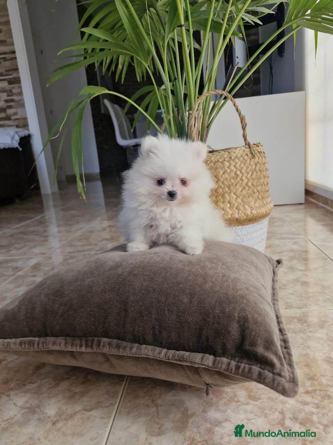 Pomerania perros en venta: Lulú de pomerania  - Anuncio 1