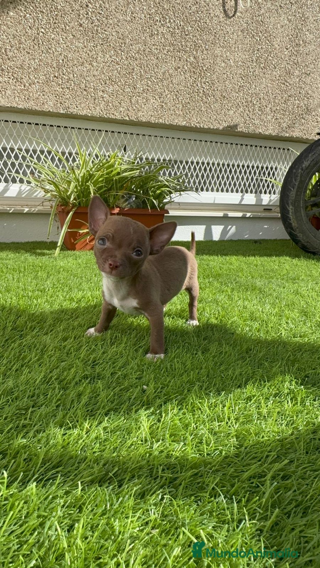 Chihuahua perros en venta: CHIHUAHUA HEMBRA - Anuncio 17