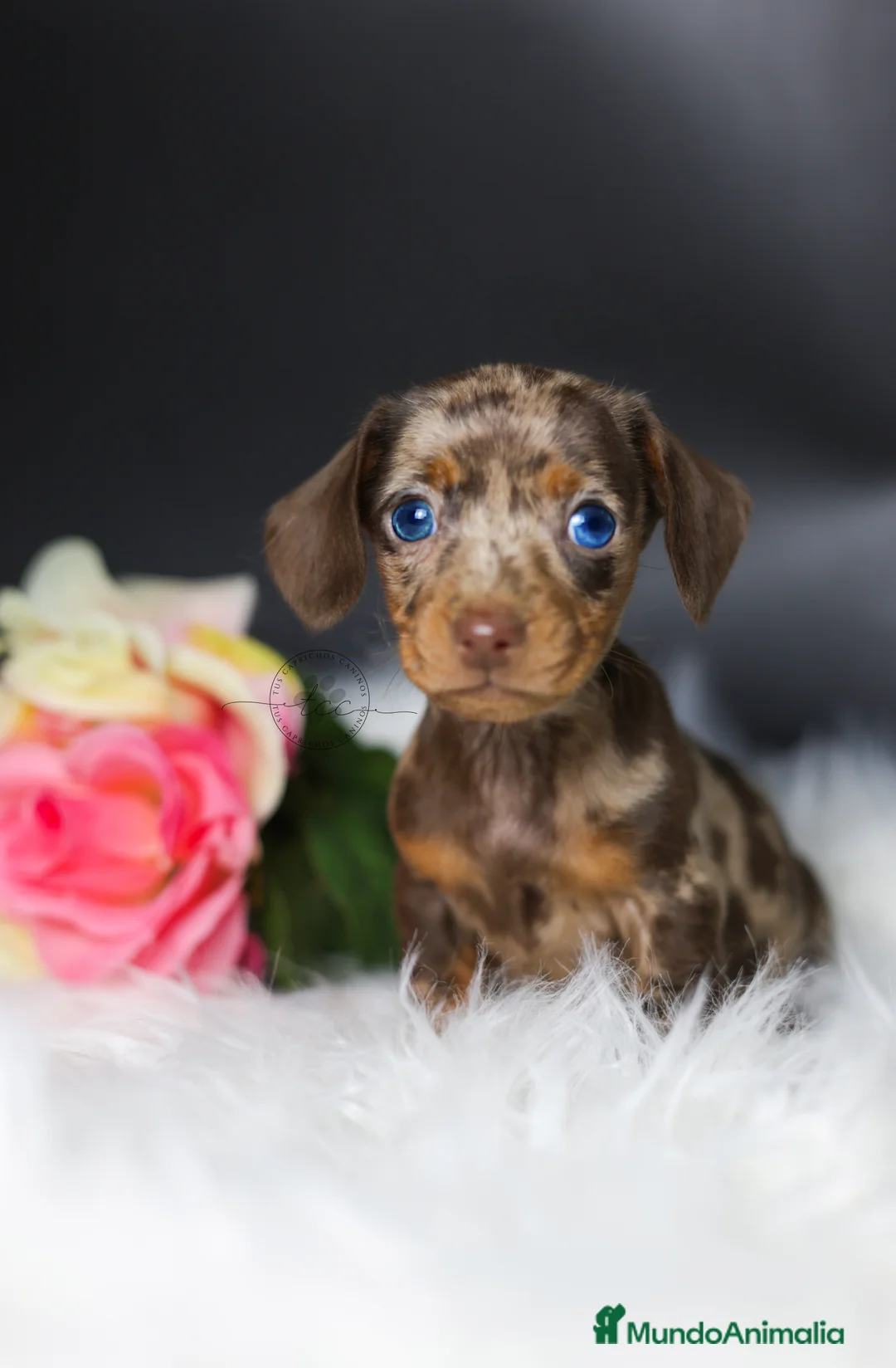 Teckel perros en venta: Hembra arlequín chocolate Cantabria - Anuncio 4