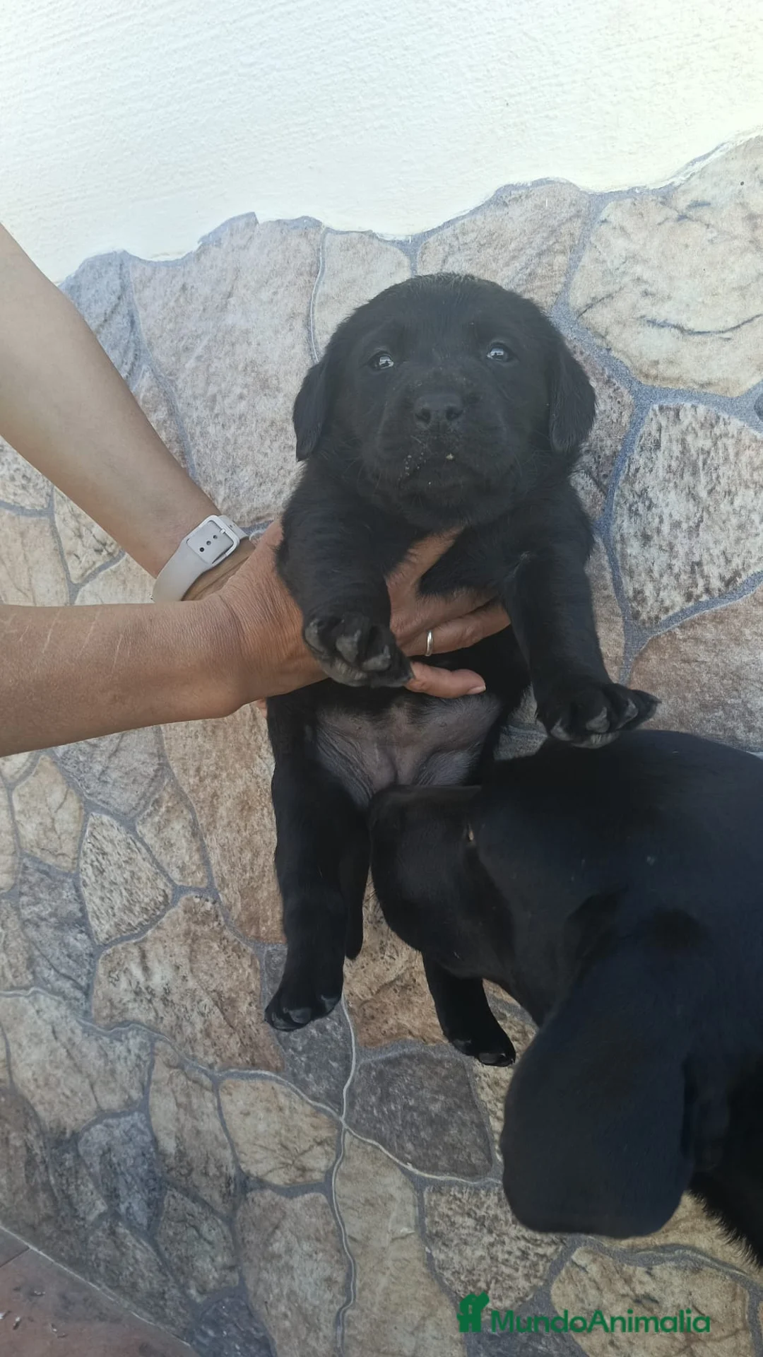 Labrador Retriever perros en venta: Última hembra de labrador  - Anuncio 2