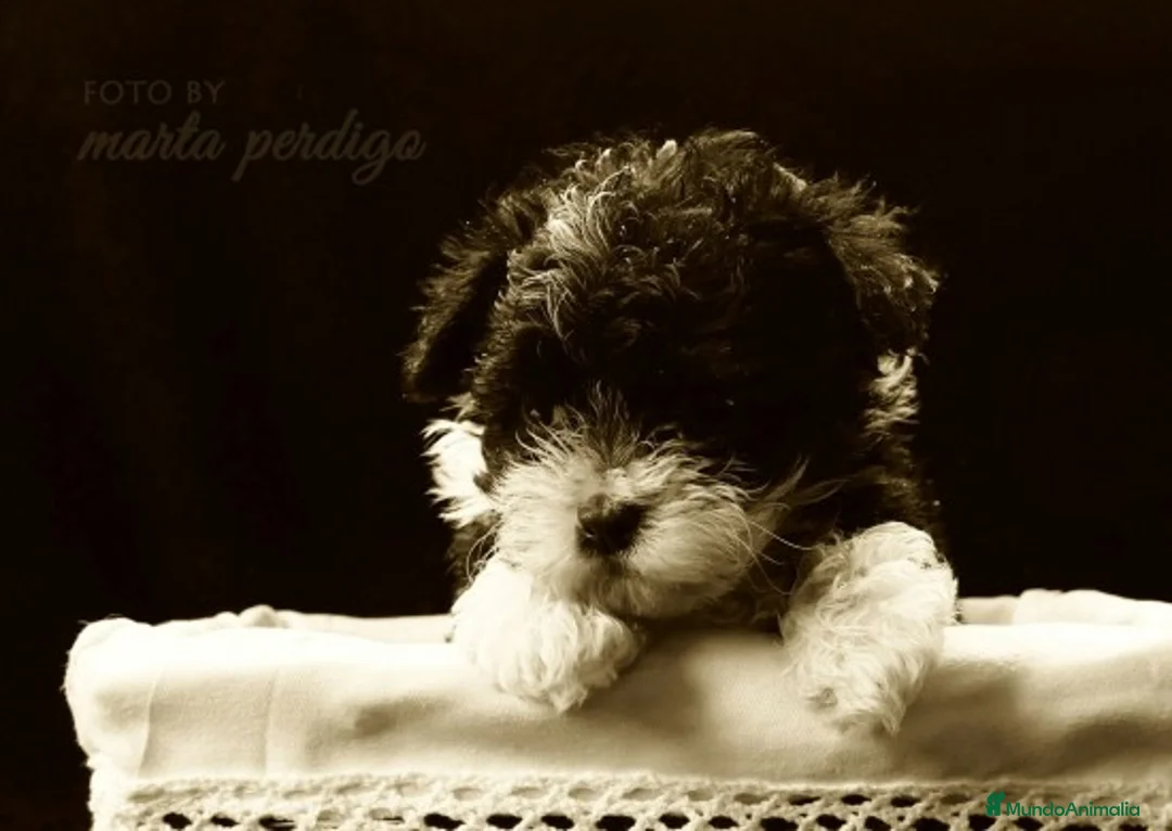 Imagen de galería {{count}}