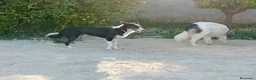 Border Collie perros en venta: BORDER COLLIE  - Anuncio 4