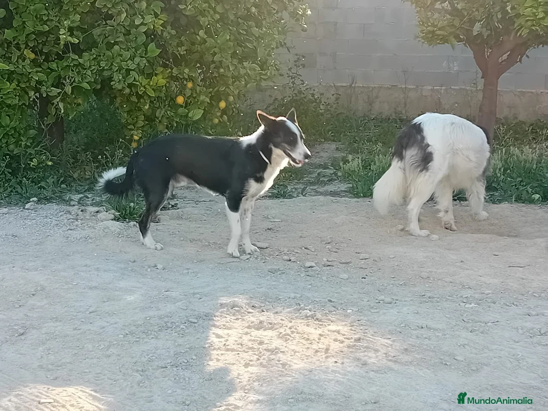 Border Collie perros en venta: BORDER COLLIE  - Anuncio 4