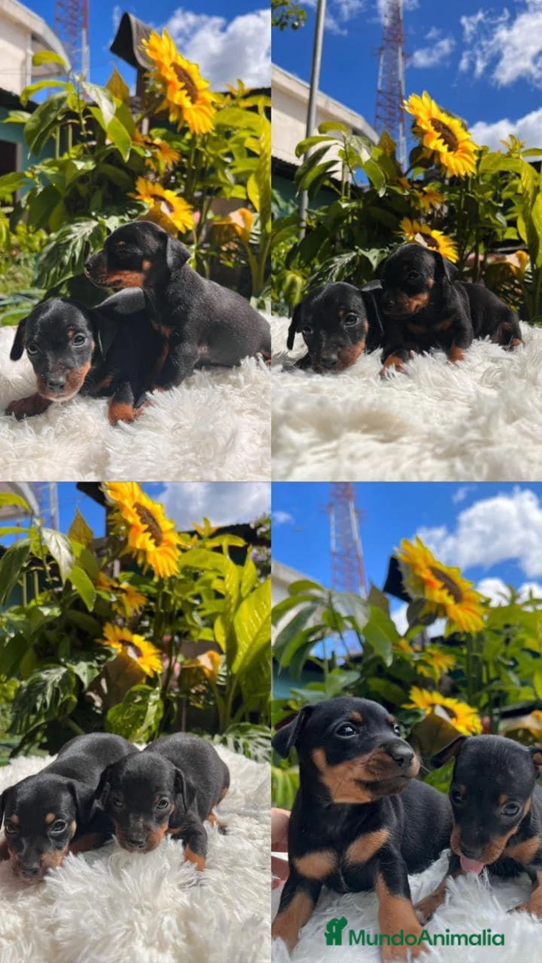 Pinscher Miniatura perros en venta: Pinscher miniatura   en Ciudad Real - Anuncio 4