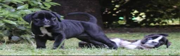 Boxer perros en venta: Cachorros boxer de alta selección  - Anuncio 5