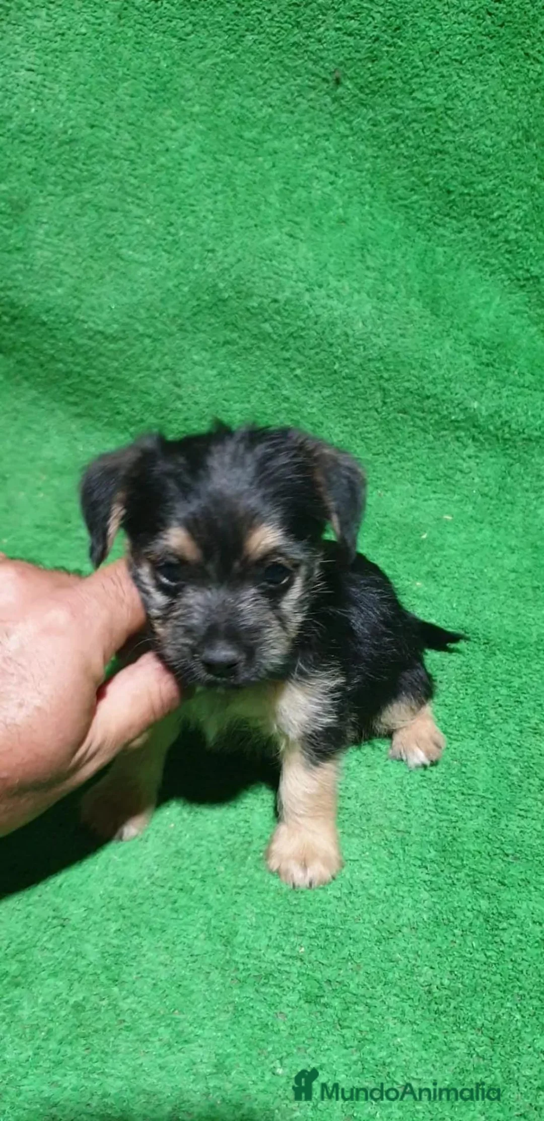 Raza Mixta perros en venta: Mix Yorkshire Terrier  - Anuncio 6