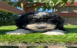 Perro de Agua Español perros en venta: PERRO DE AGUA MACHO - Imagen 18