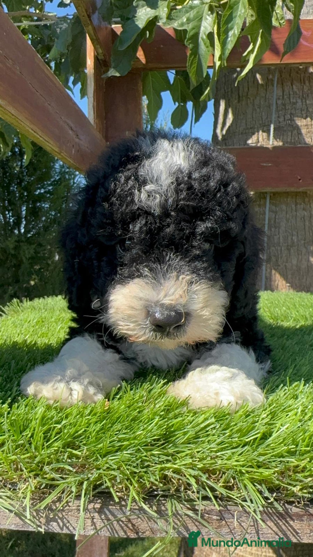 Perro de Agua Español perros en venta: PERRO DE AGUA MACHO - Imagen 18