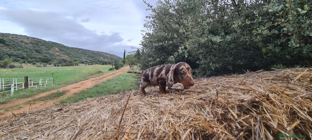 Imagen de galería {{count}}