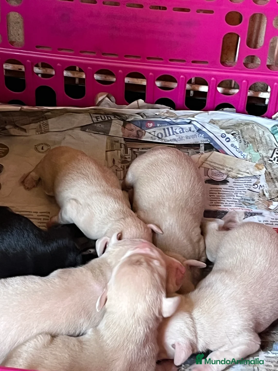 Pinscher Miniatura perros en venta: Caraby Harlequin Pinscher Benidorm  en Alicante - Anuncio 10