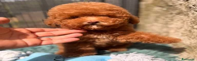 Caniche Toy 1
