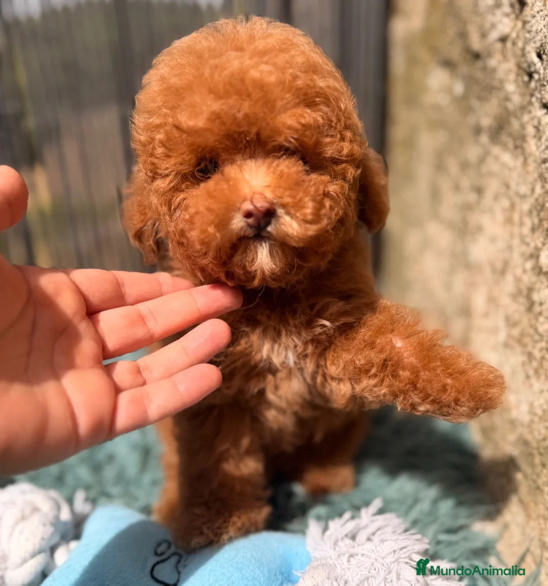 Caniche Toy perros en venta: CANICHE TOY 50% COREANO - Anuncio 2