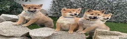 Shiba Inu perros en venta: CRIADERO  SELECCION SHIBA INU, CACHORROS - Anuncio 4