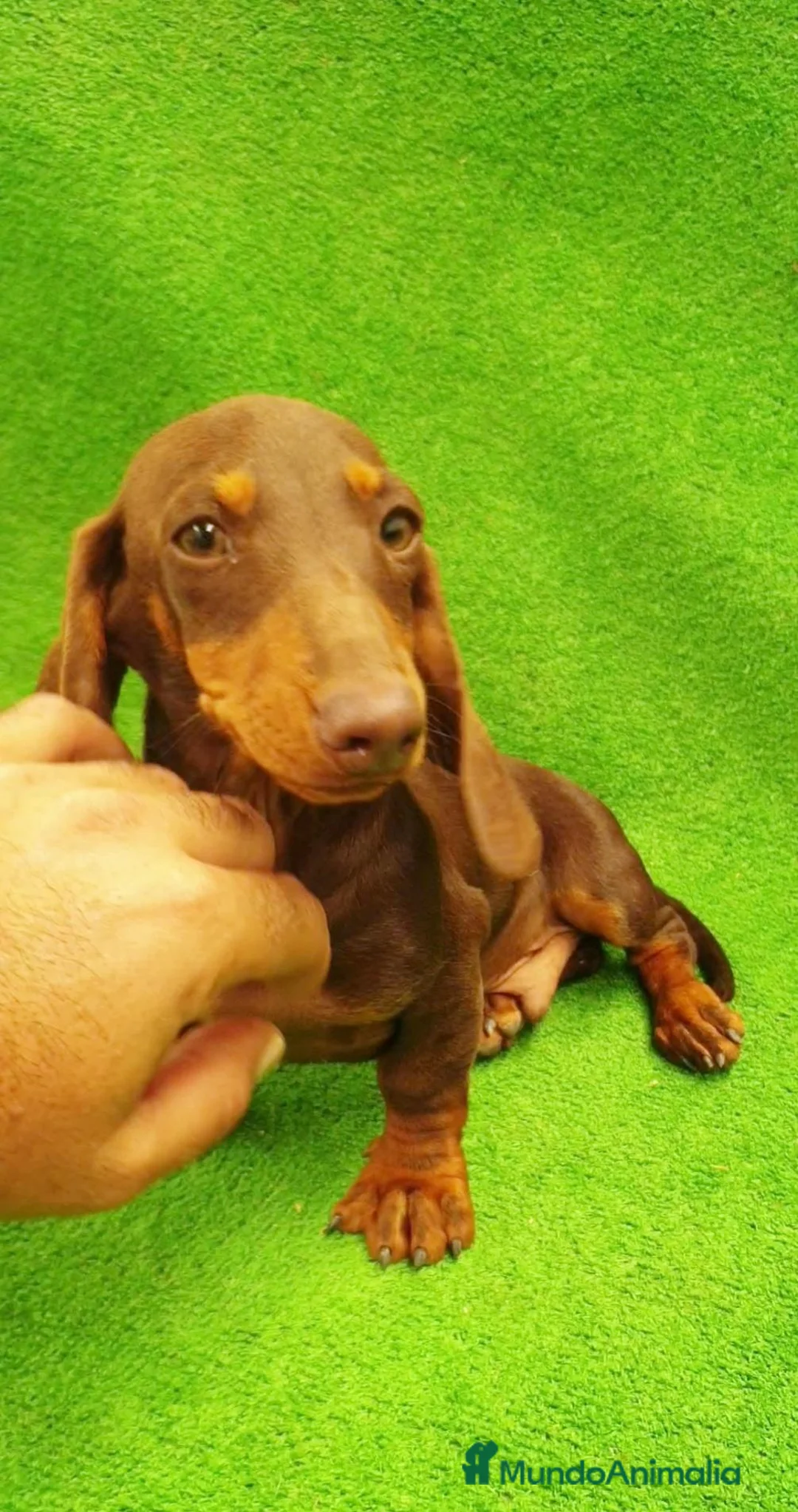 Teckel Miniatura perros en venta: Teckel Miniatura  - Anuncio 3
