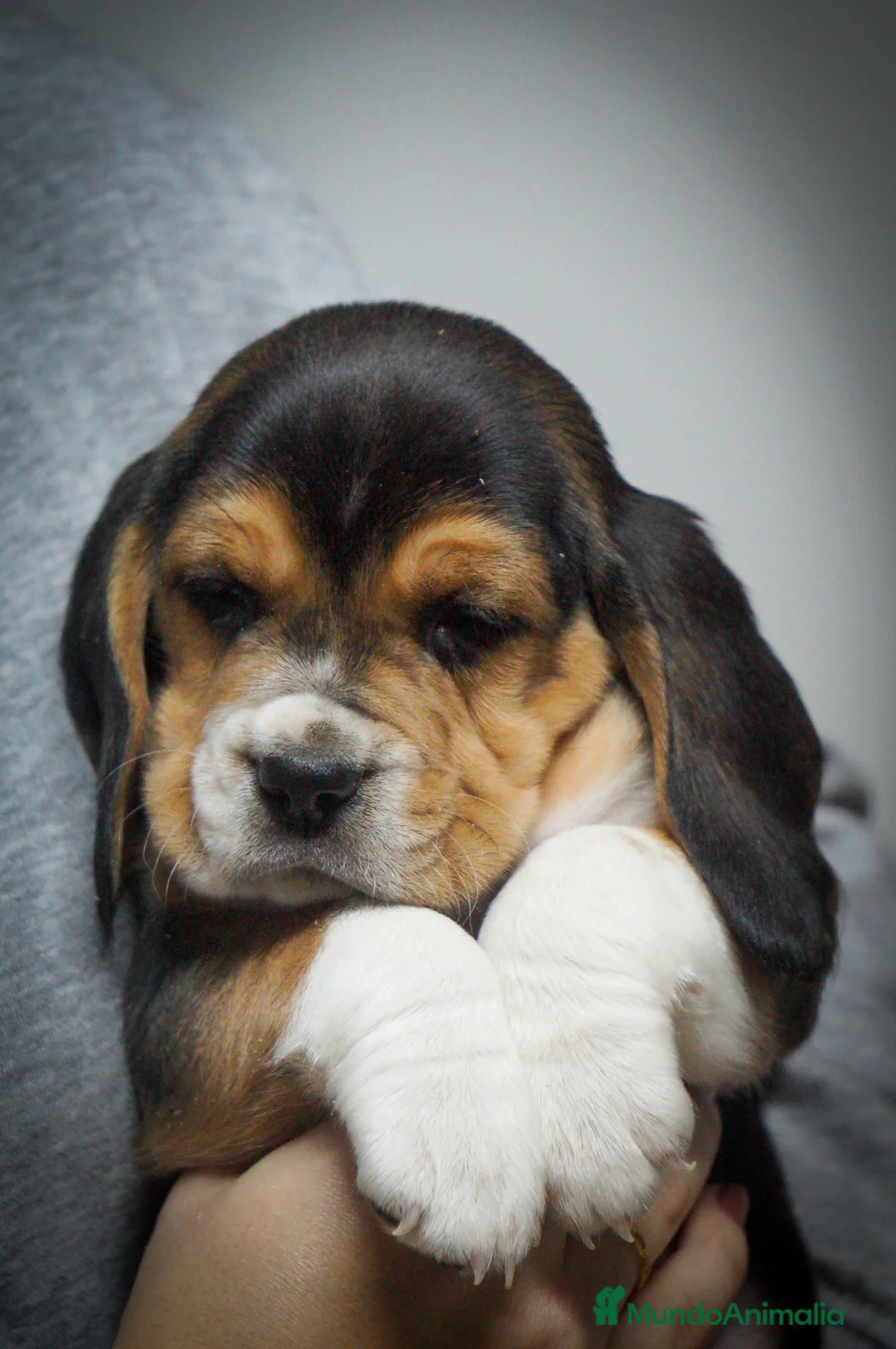 Imagen de galería {{count}}