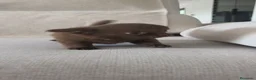 Chihuahua perros en venta: Chihuahua hembra pelo largo chocolate 🍫 - Anuncio 7
