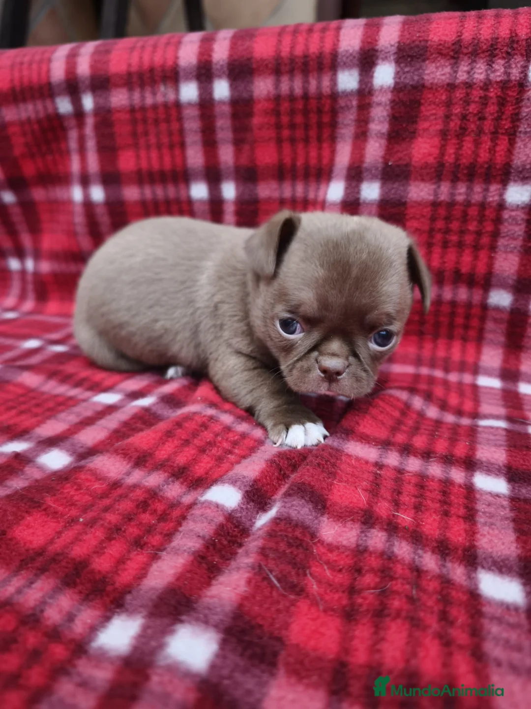 Chihuahua perros en venta: Chihuahua líneas rusas - Anuncio 7