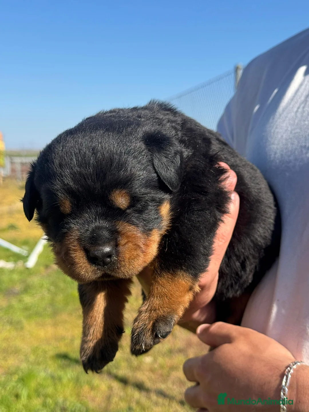 Rottweiler perros en venta: Rottweiler  - Anuncio 2