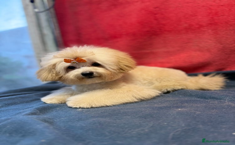 Shihpoo perros en Villarta - Propaganda 1