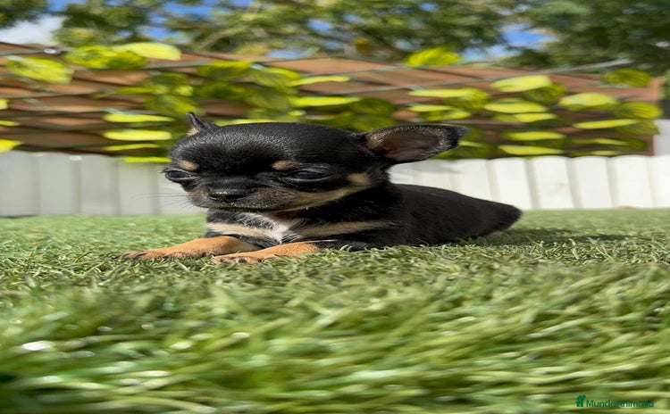 Chihuahua perros - Anuncio 10