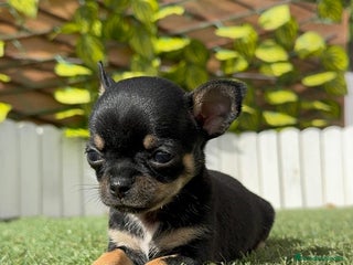 Chihuahua perros - Anuncio 10