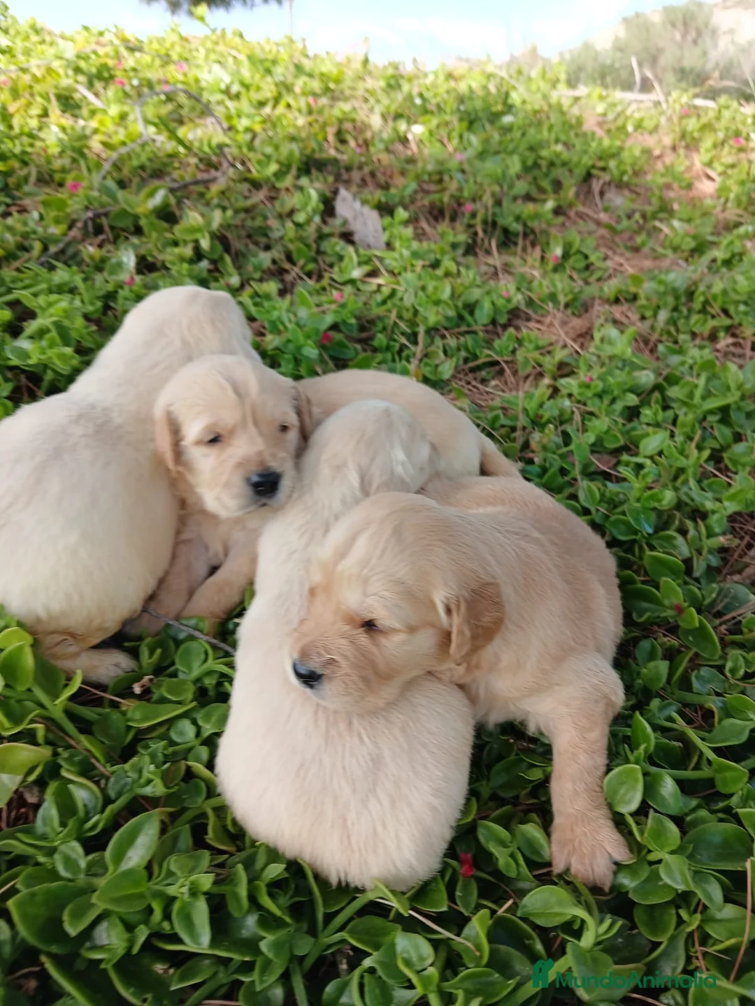 Golden Retriever perros en venta: GOLDEN RETRIEVER  - Anuncio 1