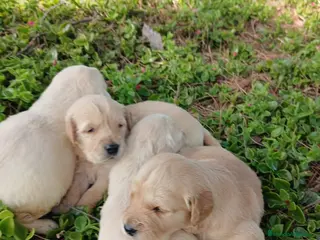 Golden Retriever perros GOLDEN RETRIEVER - Anuncio 1