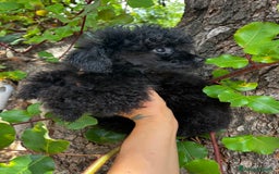 Caniche Toy perros en venta: Caniche mini toy - Imagen 11