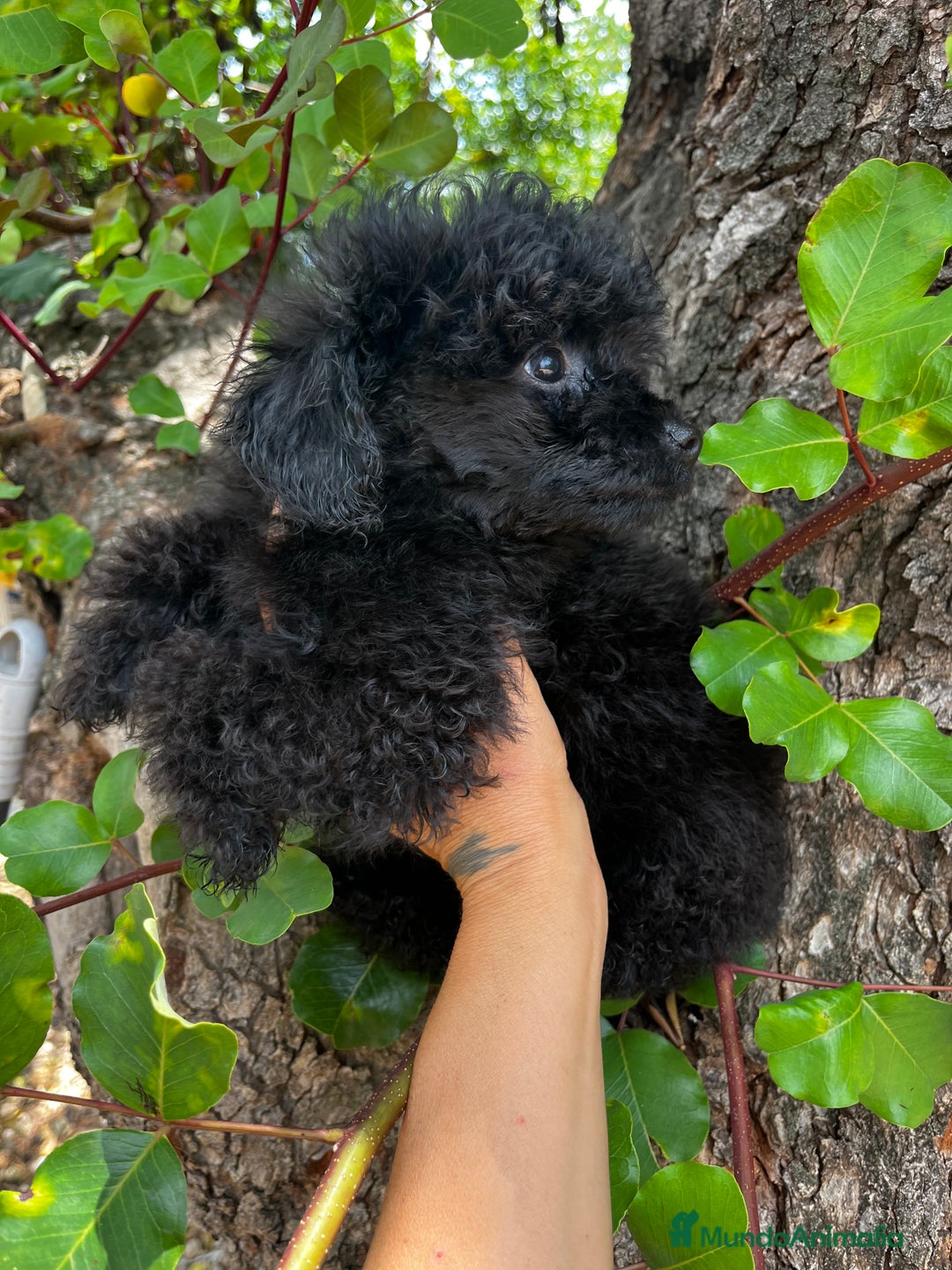 Caniche Toy perros en venta: Caniche mini toy - Imagen 11
