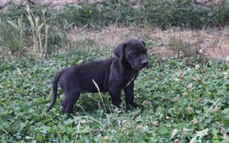 Dogo Alemán perros en venta: Dogo alemán/ gran danés  - Imagen 4