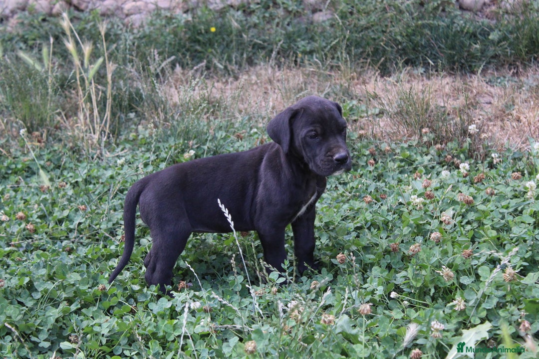 Dogo Alemán perros en venta: Dogo alemán/ gran danés  - Imagen 4